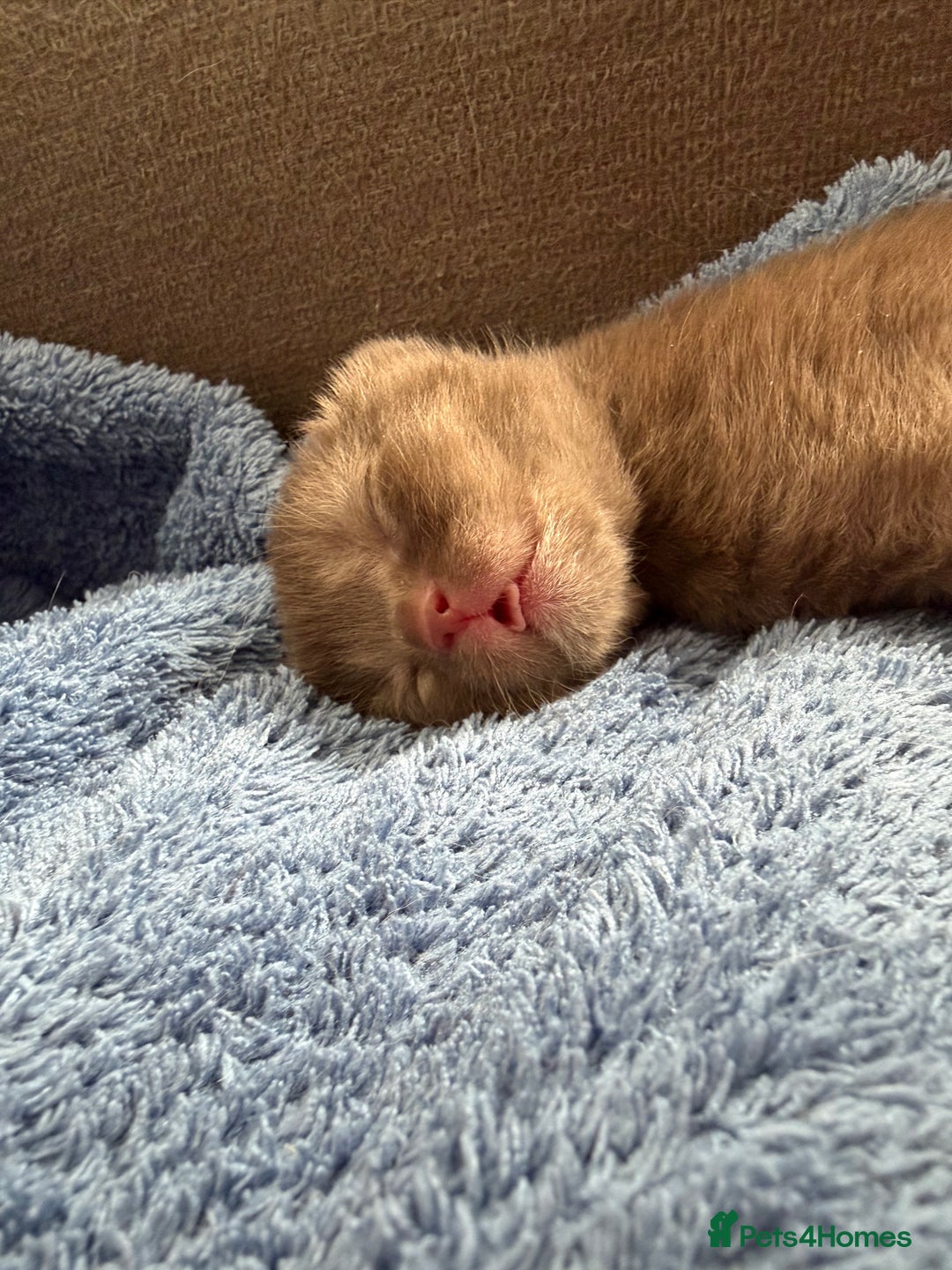 British Shorthair cats for sale: Chocolate British Shorthair Kittens - Image 6