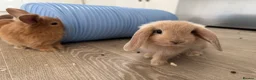 Mini Lop rabbits for sale: 13 baby bunnies -two litters ready mid-end of July - Advert 25