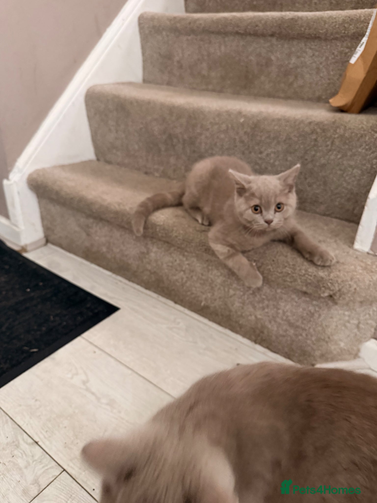 British Shorthair cats for sale: 3 gorgeous British shorthair  in Cheadle - Advert 8