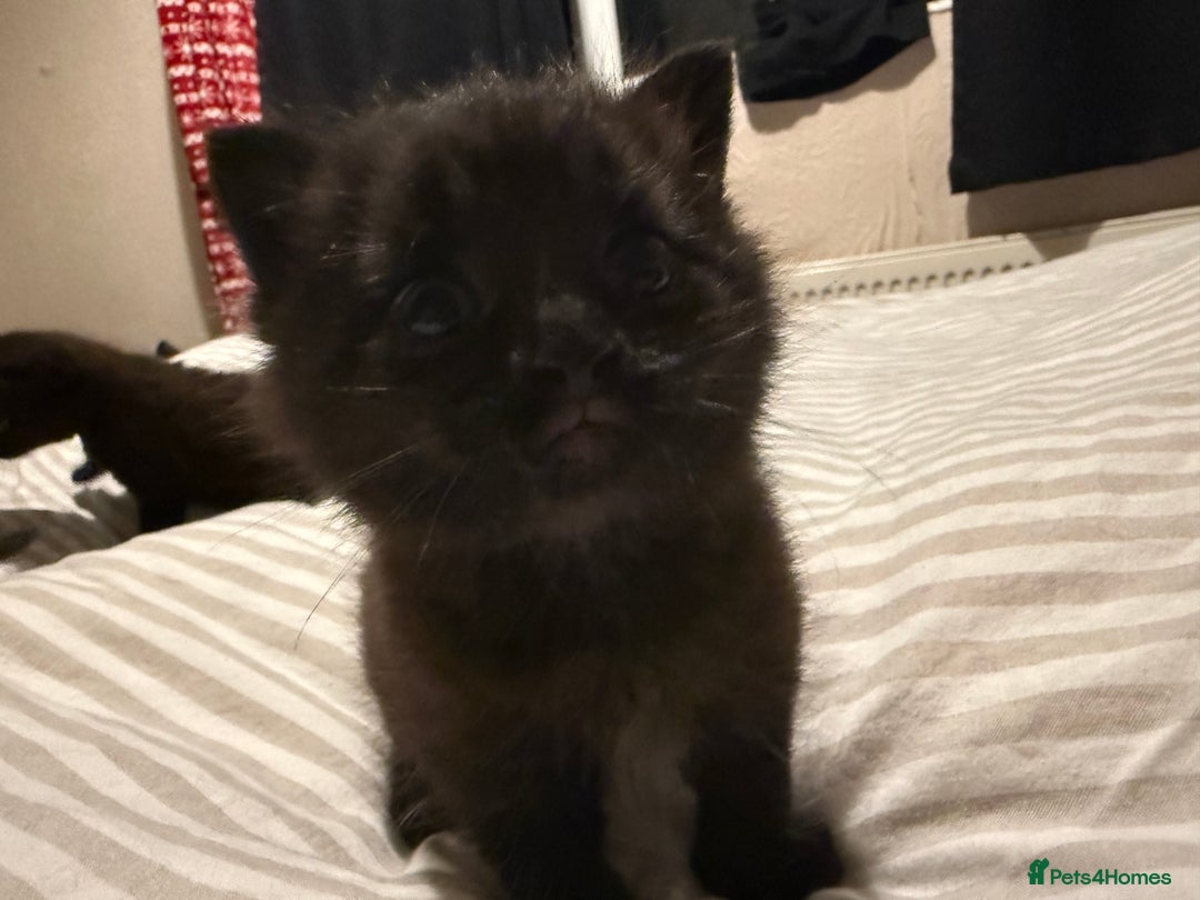 Domestic Shorthair cats for sale: Black kitten - Image 3