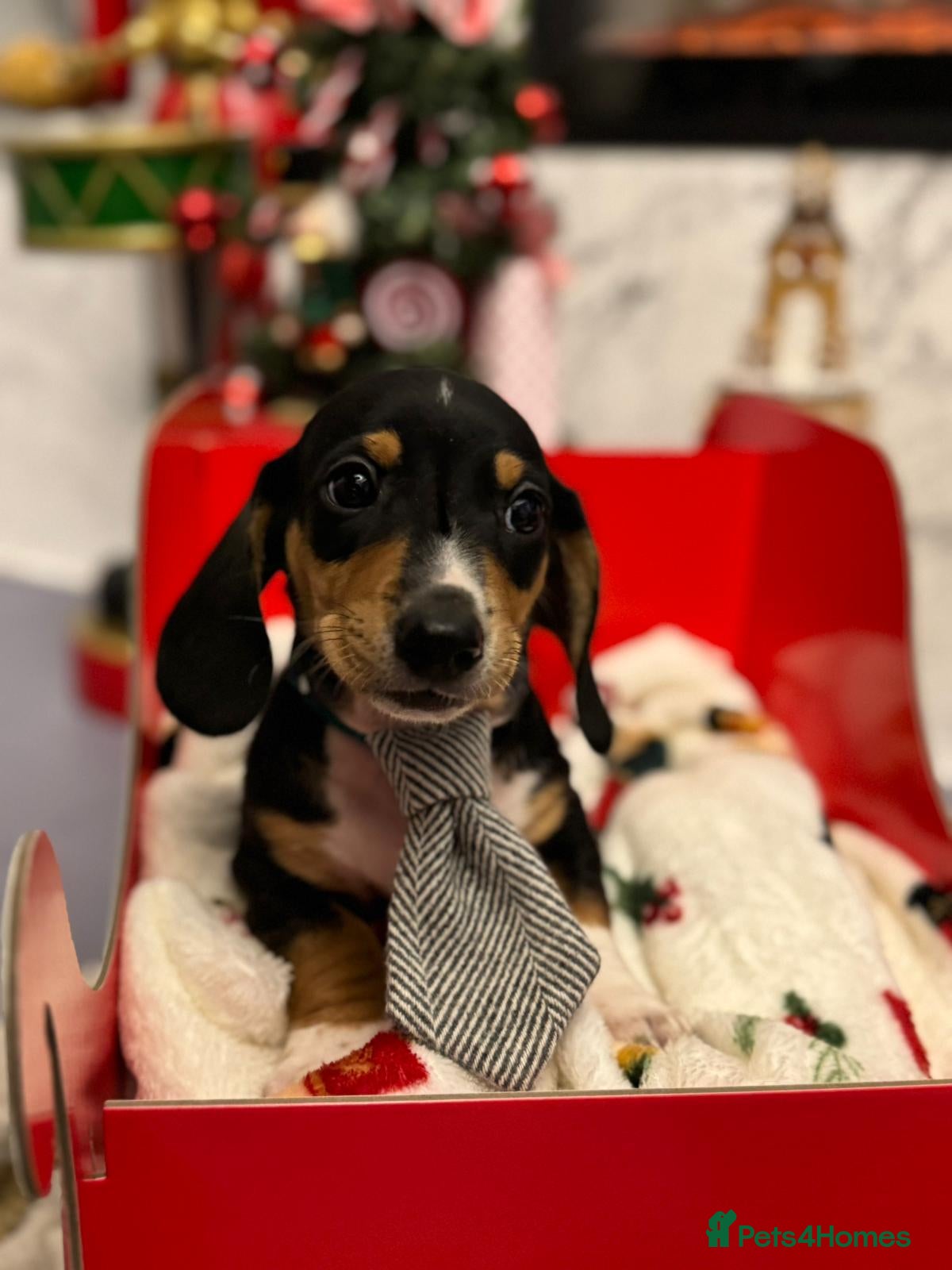 Miniature Dachshund dogs 🌟Quality Miniature Dachshund✨️s  - Advert 6