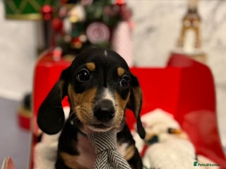 Miniature Dachshund dogs 🌟Quality Miniature Dachshund✨️s - Advert 6