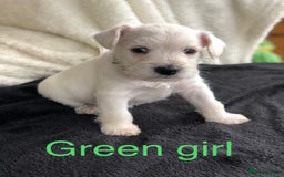 Miniature Schnauzer dogs for sale: KC registered White miniature schnauzers - Image 6