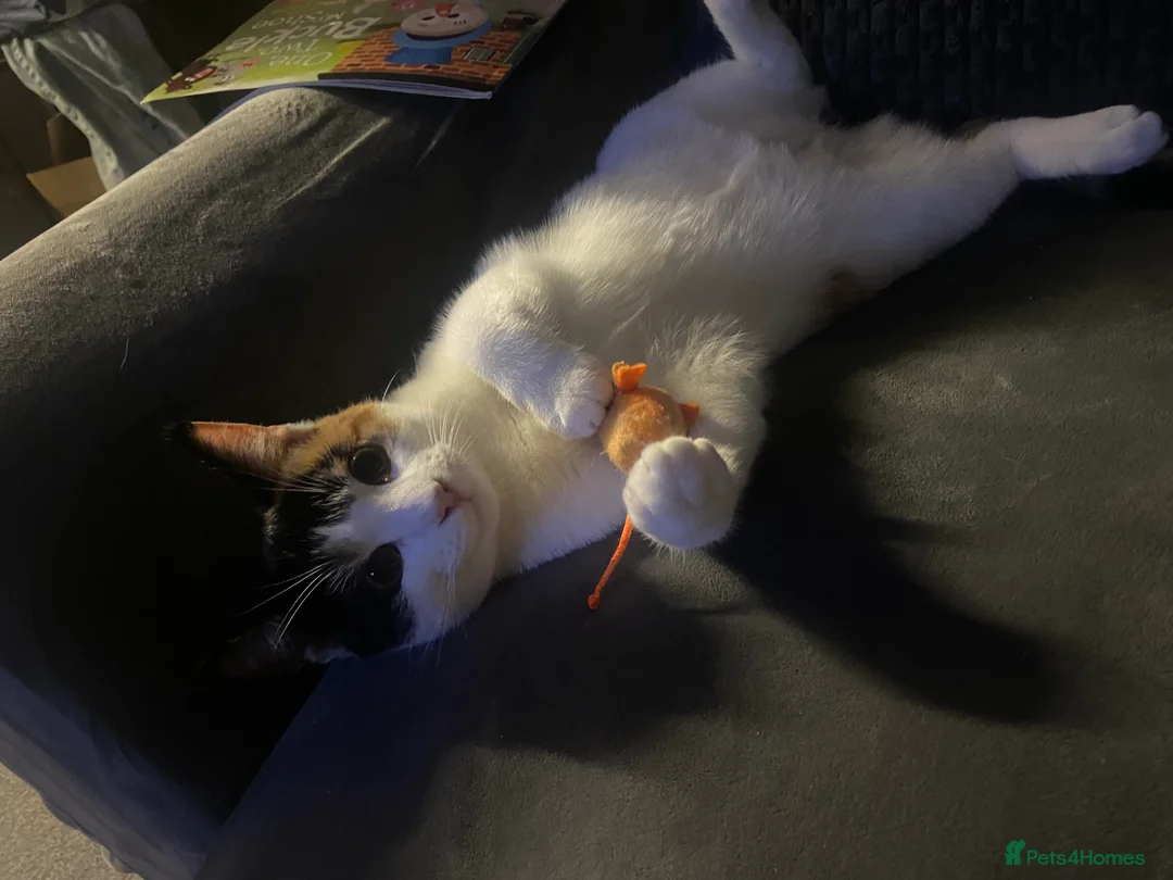 Mixed Breed cats for sale: Beautiful Female  - Advert 2