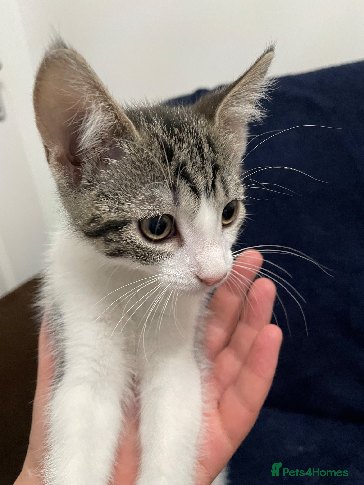 Mixed Breed cats Gorgeous grey, white and tabby kittens for sale - Advert 4