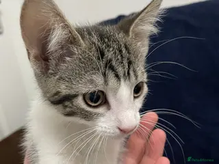 Mixed Breed cats Gorgeous grey, white and tabby kittens for sale - Advert 4