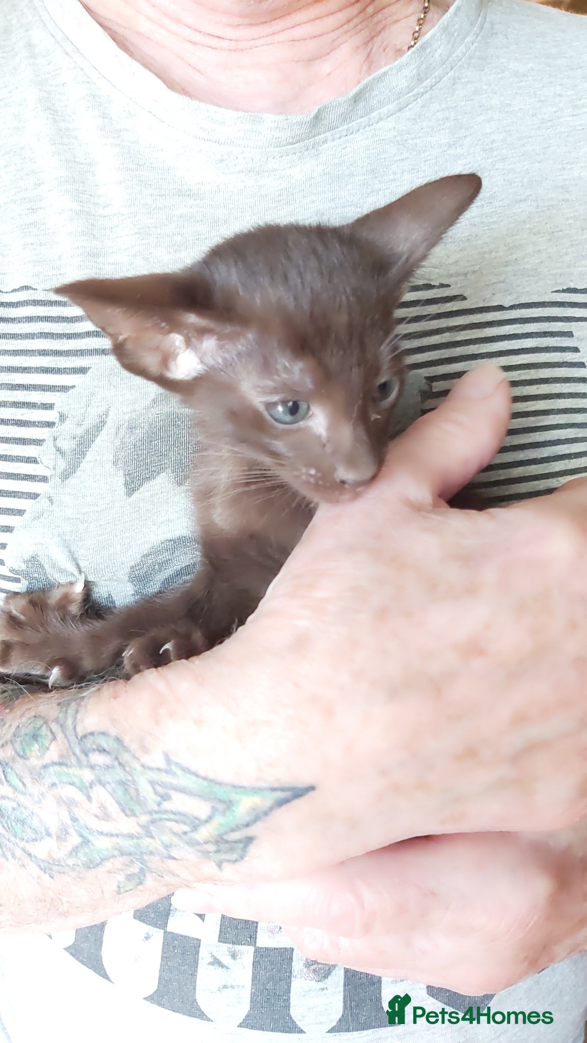 Oriental cats Full Pedigree Oriental 2 Kittens XL size ears GCCF - Advert 11