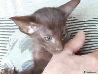 Oriental cats Full Pedigree Oriental 2 Kittens XL size ears GCCF - Advert 11