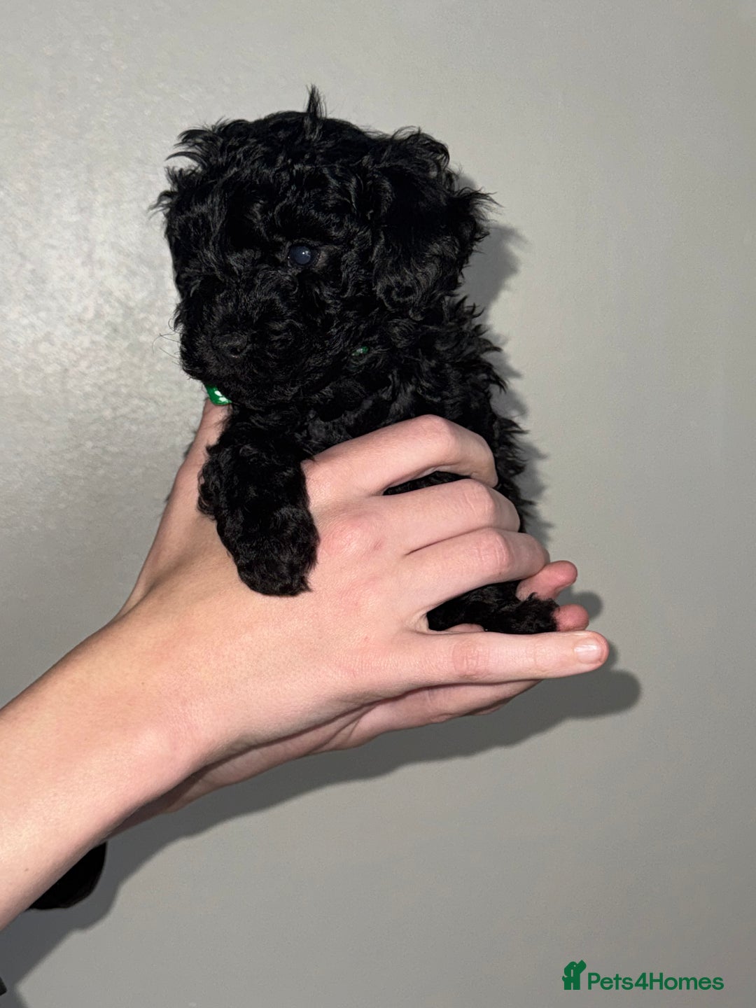 Toy Poodle dogs for sale: Beautiful Toy Poodle Puppies - Ready to reserve - Advert 8