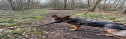 German Shepherd dogs for stud: STUD Only German Shepherd - Advert 4