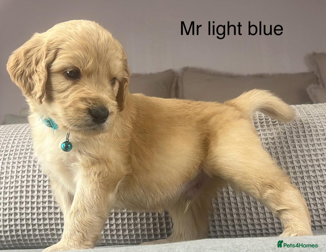 Goldendoodle dogs for sale: These will be stunning adults. Real head turners. - Advert 16