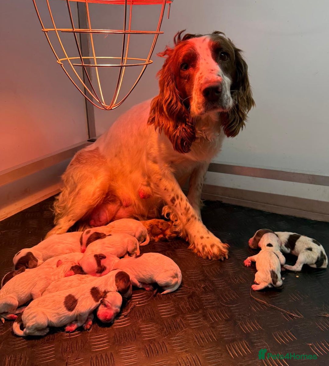 English Springer Spaniel dogs for sale: Unusually marked pups, heart of gold,health tested - Image 6