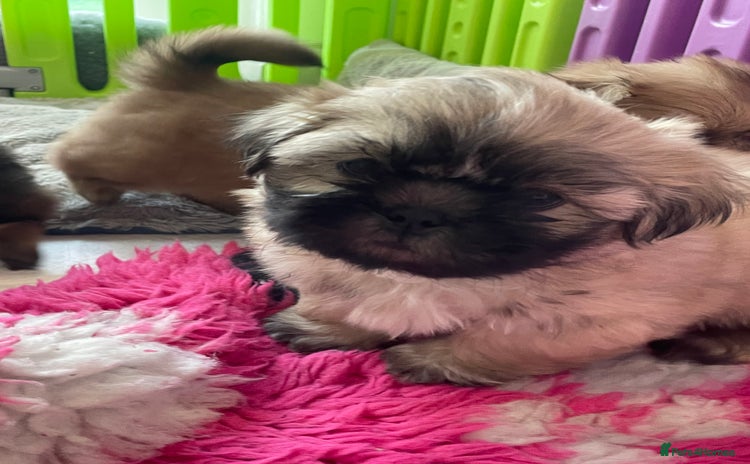 Shih Tzu dogs - Advert 2