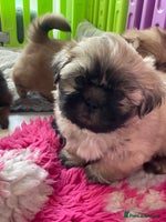 Shih Tzu dogs - Advert 11