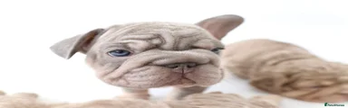 French Bulldog 4