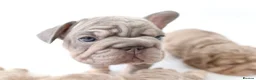 French Bulldog dogs for sale: Micro french bulldog puppies  - Advert 13