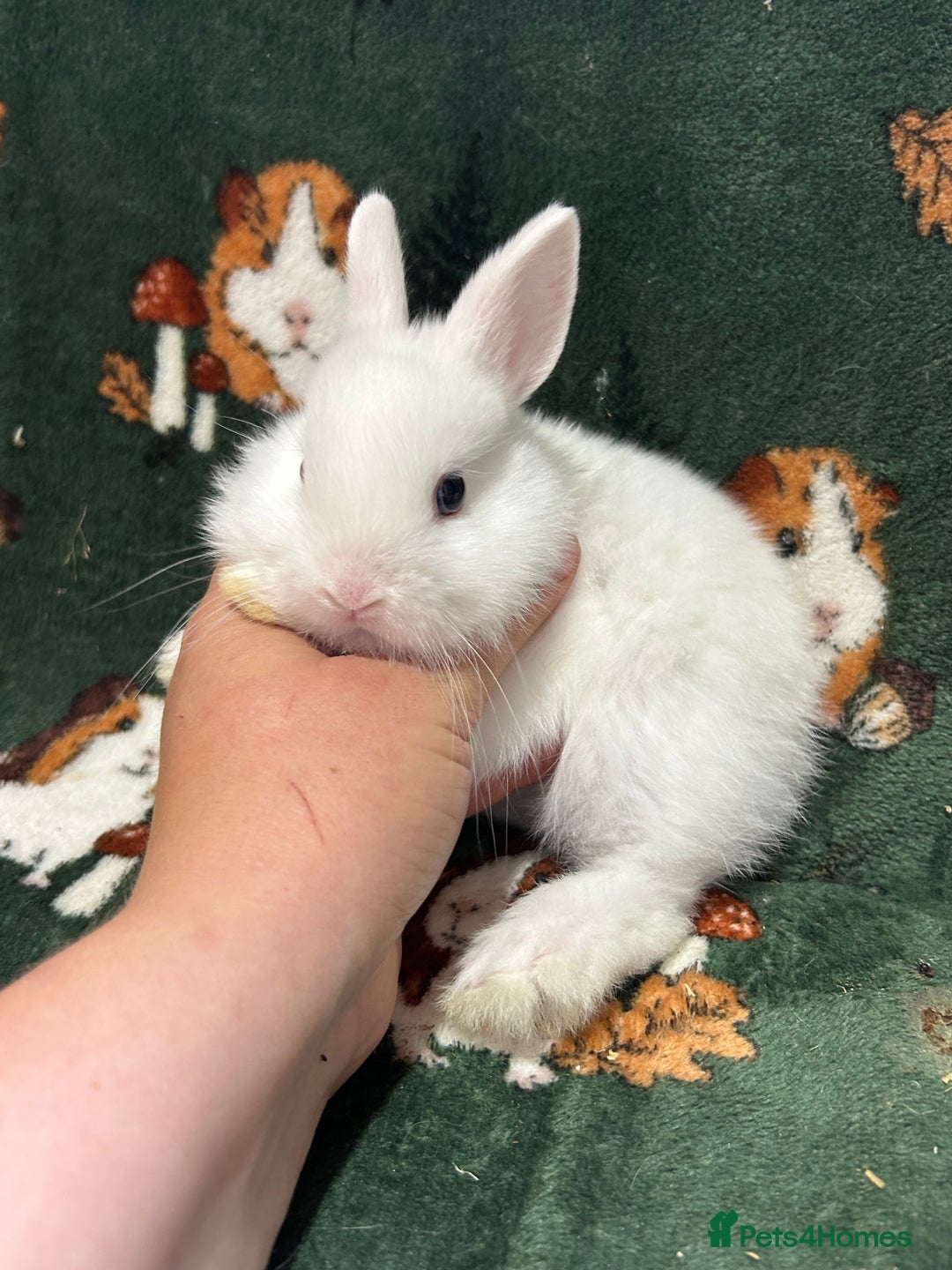 Netherland Dwarf rabbits for sale: Beautiful Blue Split, BEW and unusual Netherlands - Image 4