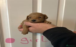 Toy Poodle dogs for sale: Beautiful KC registered Toy Poodles  - Image 2