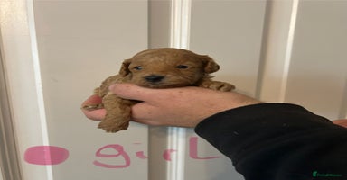 Toy Poodle dogs - Advert 10