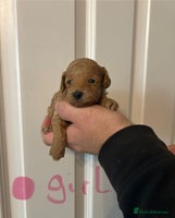 Toy Poodle dogs - Advert 1