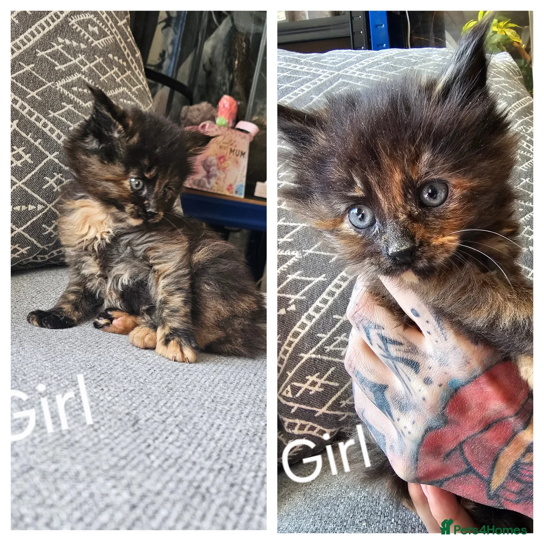 Maine Coon cats for sale: Stunning Full Maine Coon Kittens - Advert 2