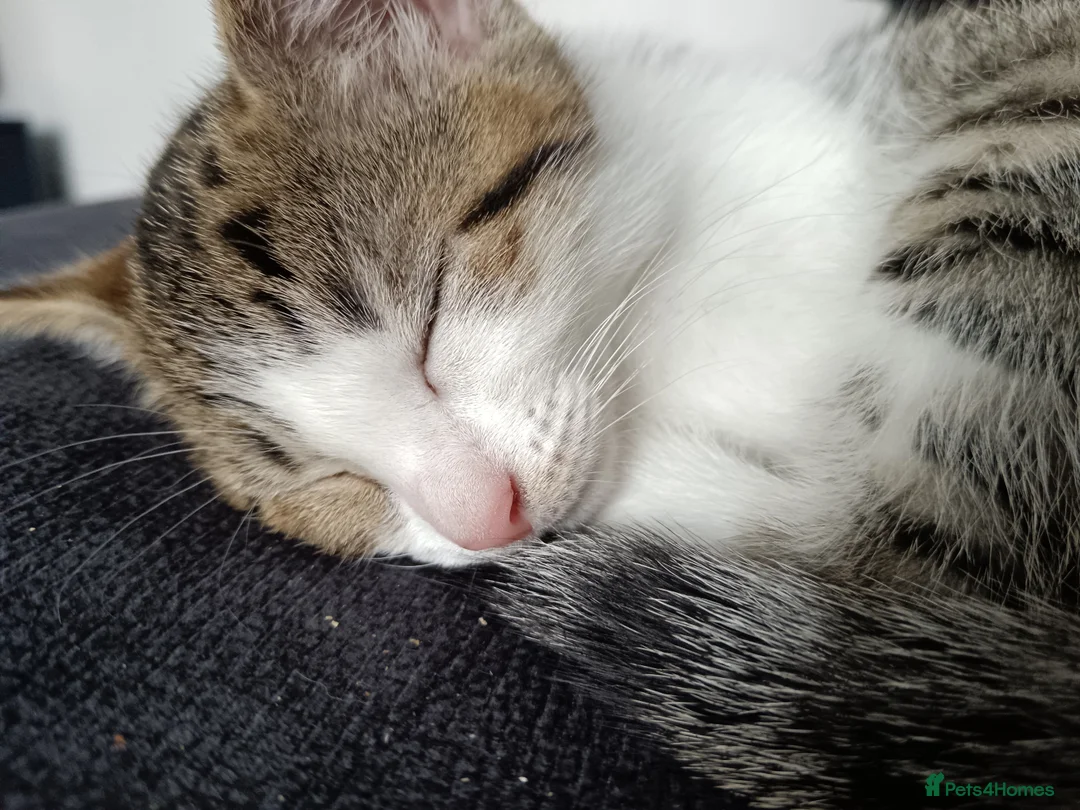 Mixed Breed cats for sale: Tabby kitten - Advert 4