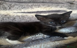 British Longhair cats for sale: 5 beautiful domestic long haired kittens - Image 3