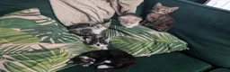 Mixed Breed cats for sale: Beautiful kittens for sale  - Advert 20