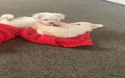Maltipoo dogs for sale: 4 beautiful maltipoos  - Image 5