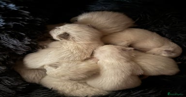 Ragdoll cats - Advert 9