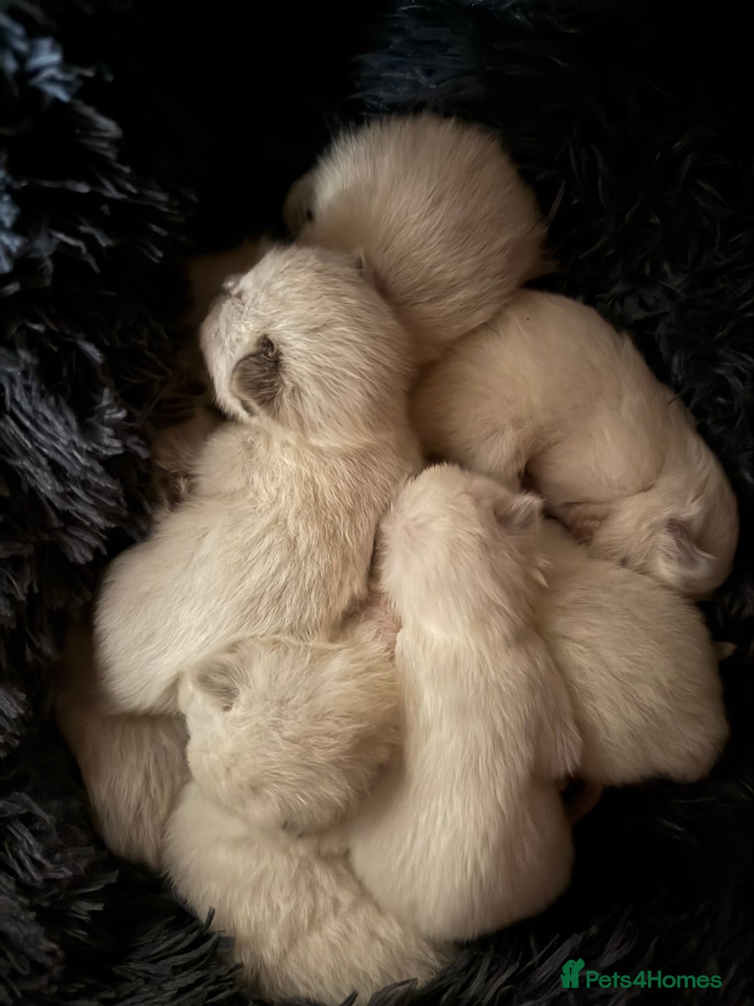 Ragdoll cats for sale: Ragdoll kittens - Image 2