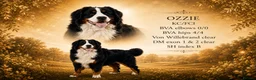 Bernese Mountain Dog dogs for stud: Proven health tested BMD handsome boy for stud. - Advert 1