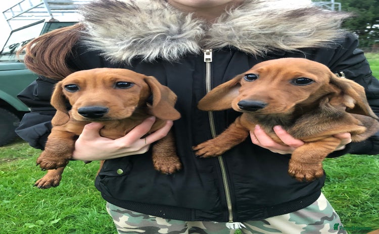 Dachshund dogs - Advert 4