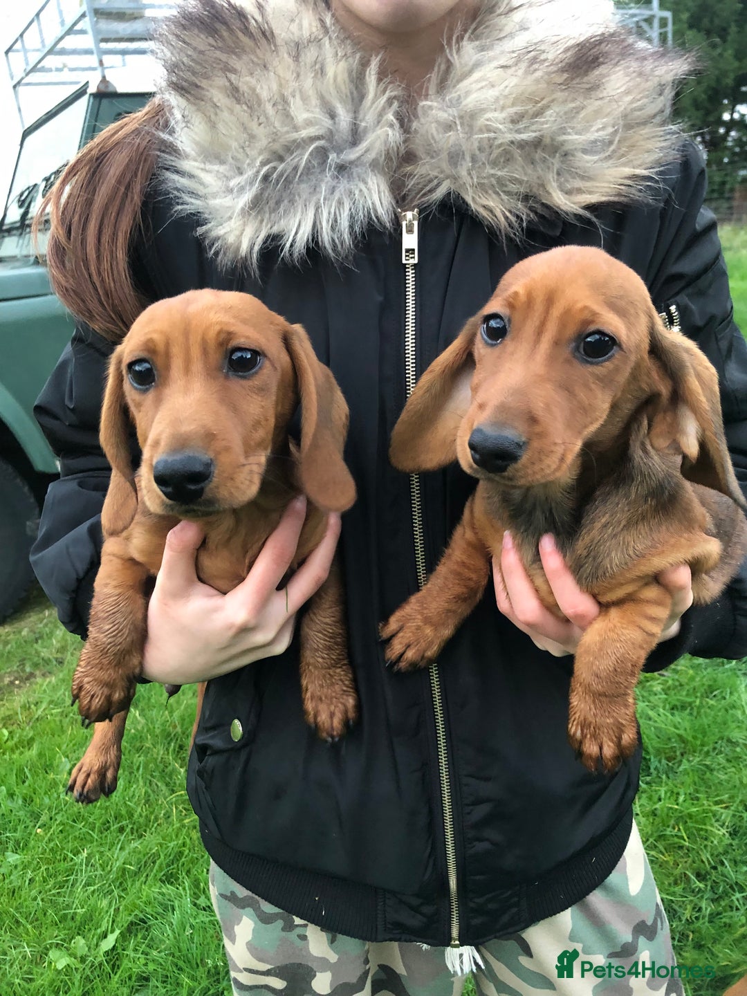 Dachshund dogs for sale: Dachshund pups - Image 1