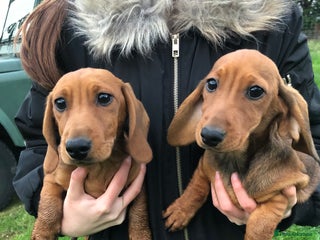 Dachshund dogs - Advert 2