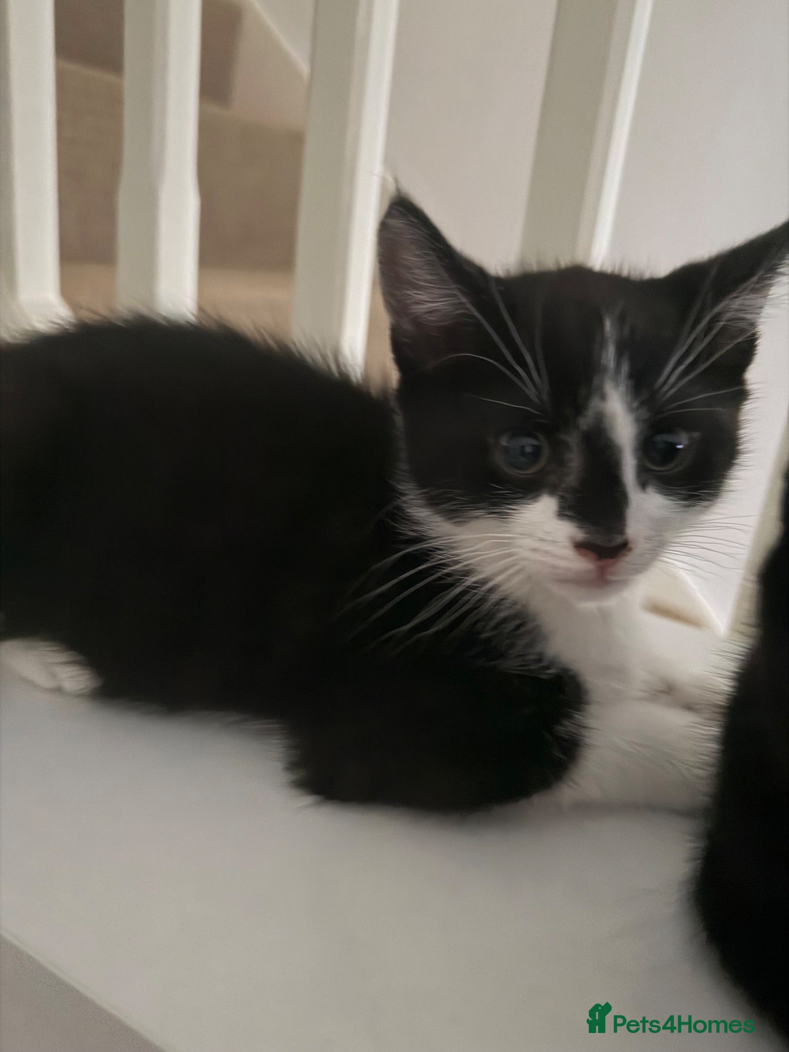 Mixed Breed cats 🐾READY TO GO 🐾Looking for a forever home🐾 - Advert 17
