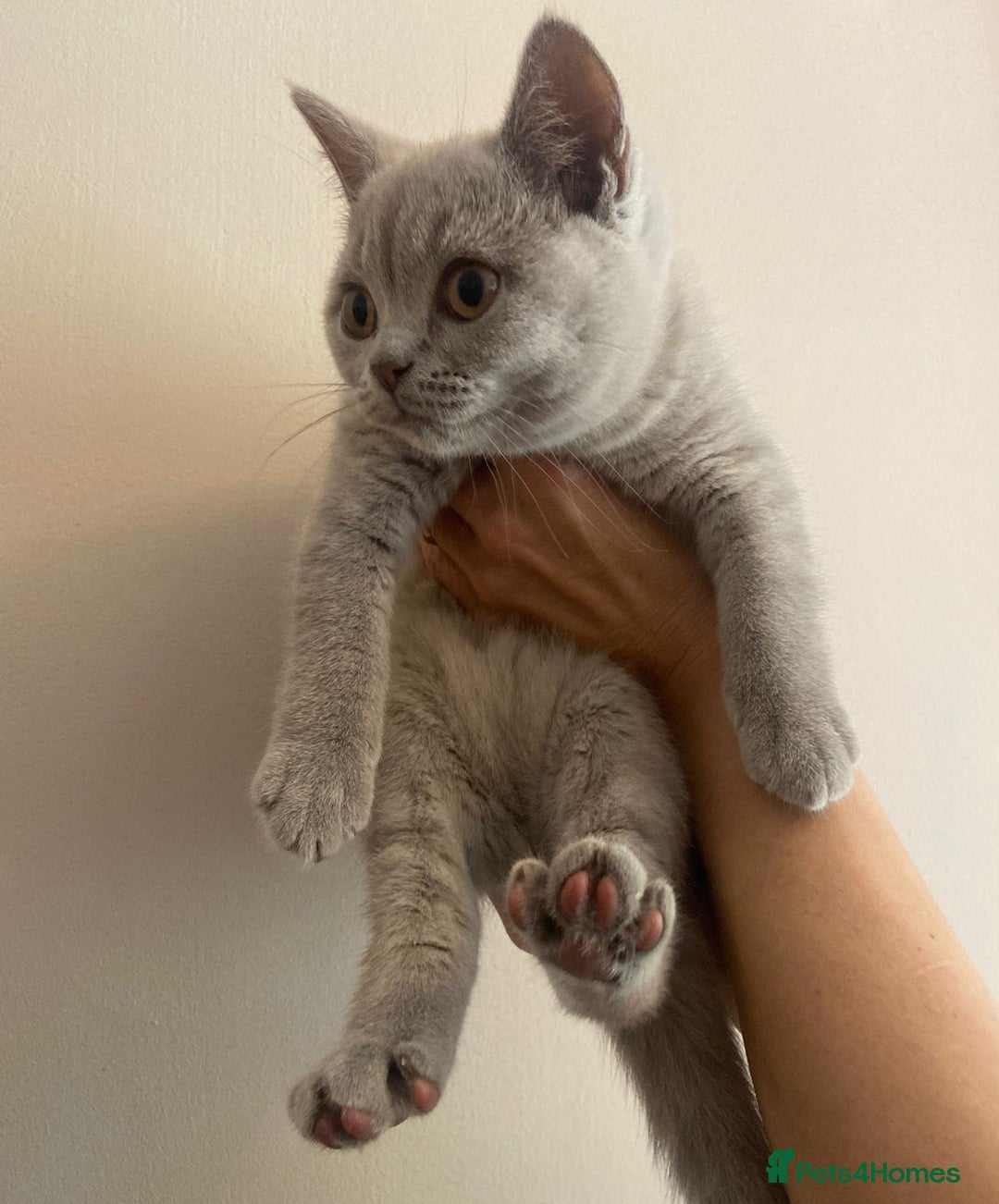 British Shorthair cats for sale: *Nearly Ready* GCCF Registered BSH Kittens  - Image 2