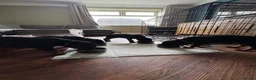 Dobermann dogs for sale: Thorough bred Doberman puppies available. - Advert 10