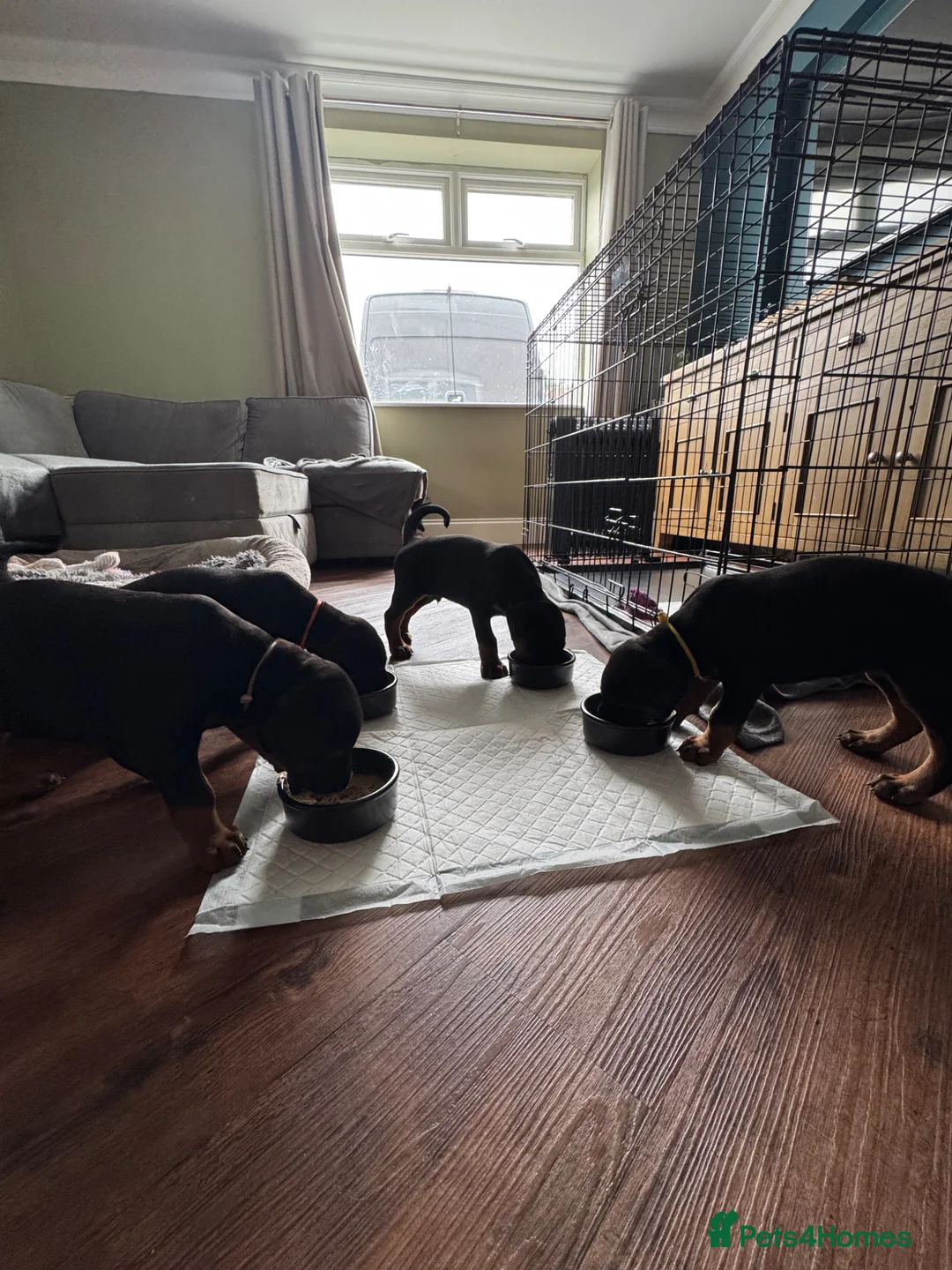 Dobermann dogs for sale: Thorough bred Doberman puppies available. - Advert 10