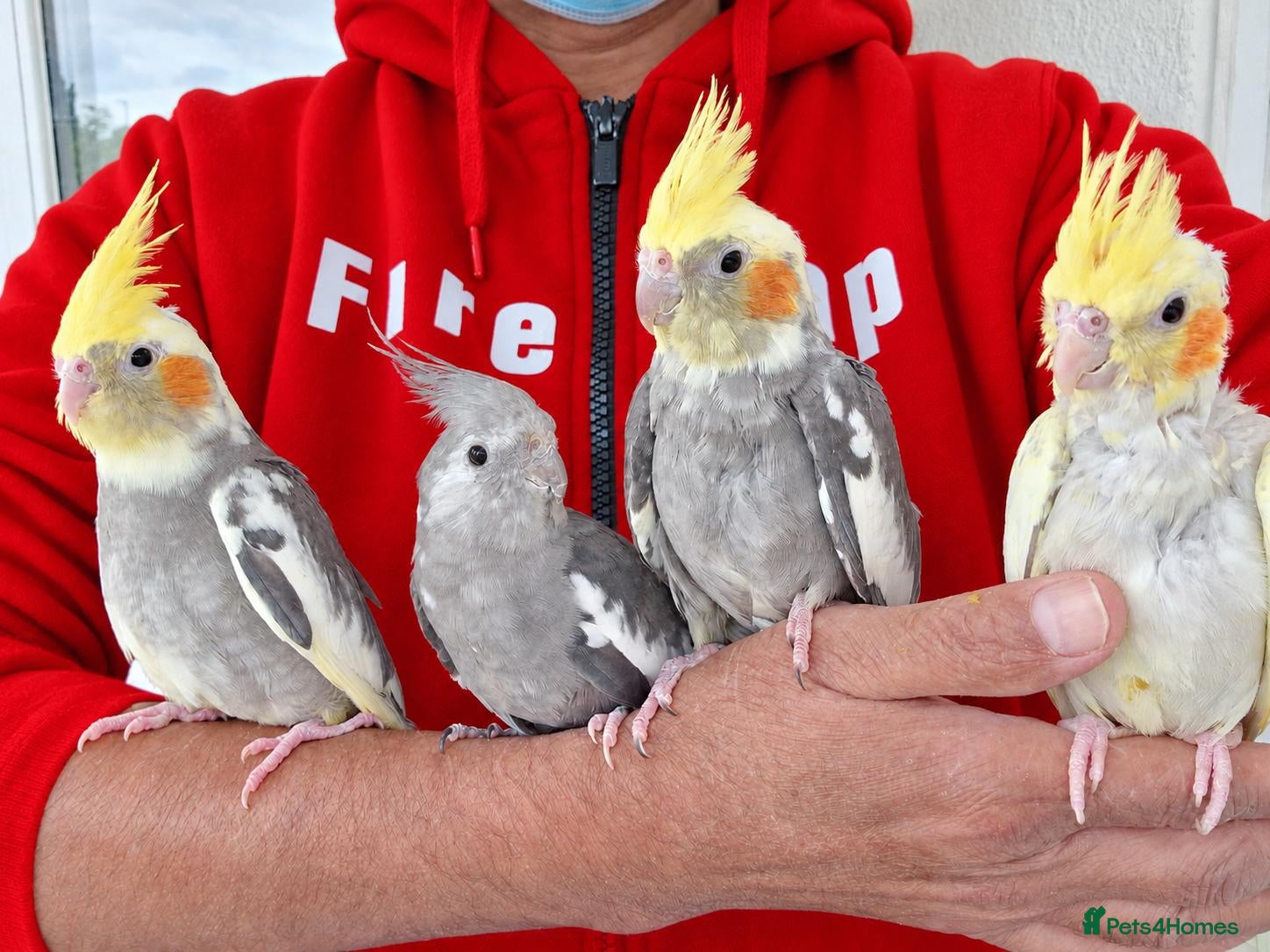 Cockatiels birds Super Tamed baby Cockatiel for sale - Advert 16