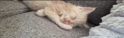 Maine Coon cats for sale: MAINE COON KITTENS in Wigton - Advert 10