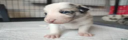 Border Collie dogs for sale: Border collie puppies - Advert 27