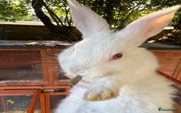 English Lop rabbits for sale: Lop eared bunnies - Image 3