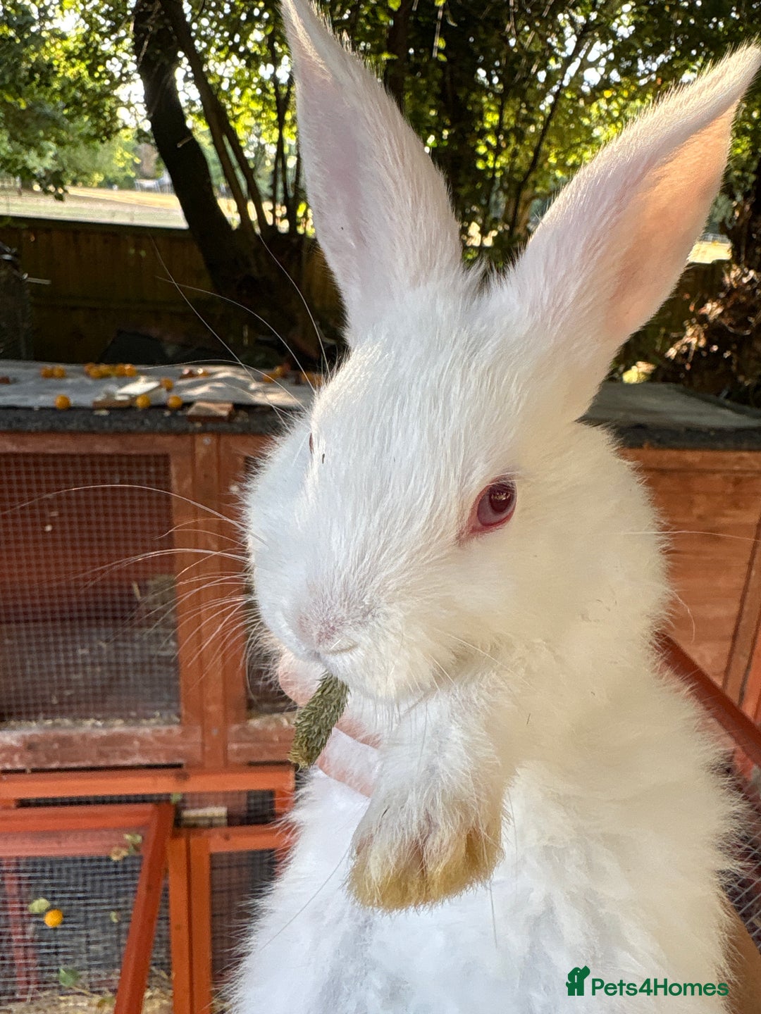 English Lop rabbits for sale: Lop eared bunnies - Image 3