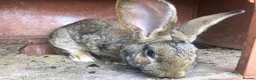 Continental Giant rabbits for sale: Continental Giant Buck Vaccinated Agouti Rabbit  - Advert 1