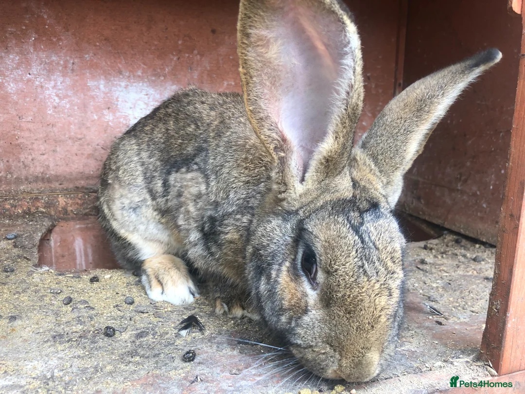 Continental Giant rabbits for sale: Continental Giant Buck Vaccinated Agouti Rabbit  - Advert 1