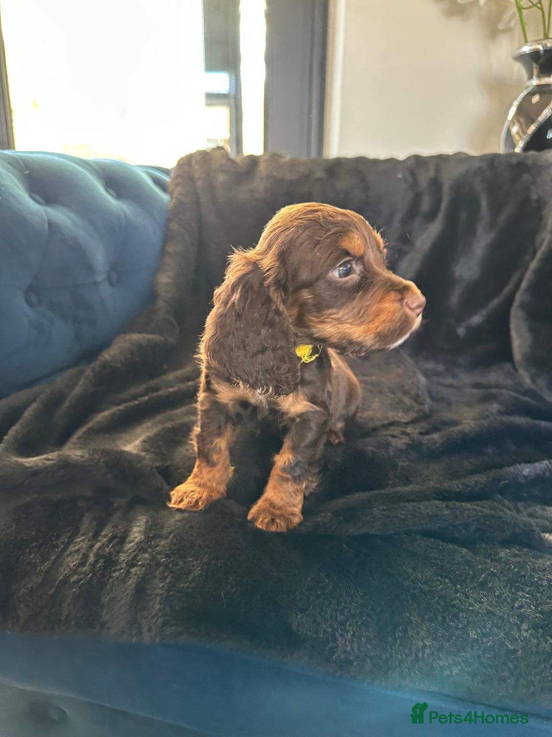 Cocker Spaniel dogs for sale: BEAUTIFUL LITTER OF TRICOLOURED COCKER SPANIELS  - Image 33