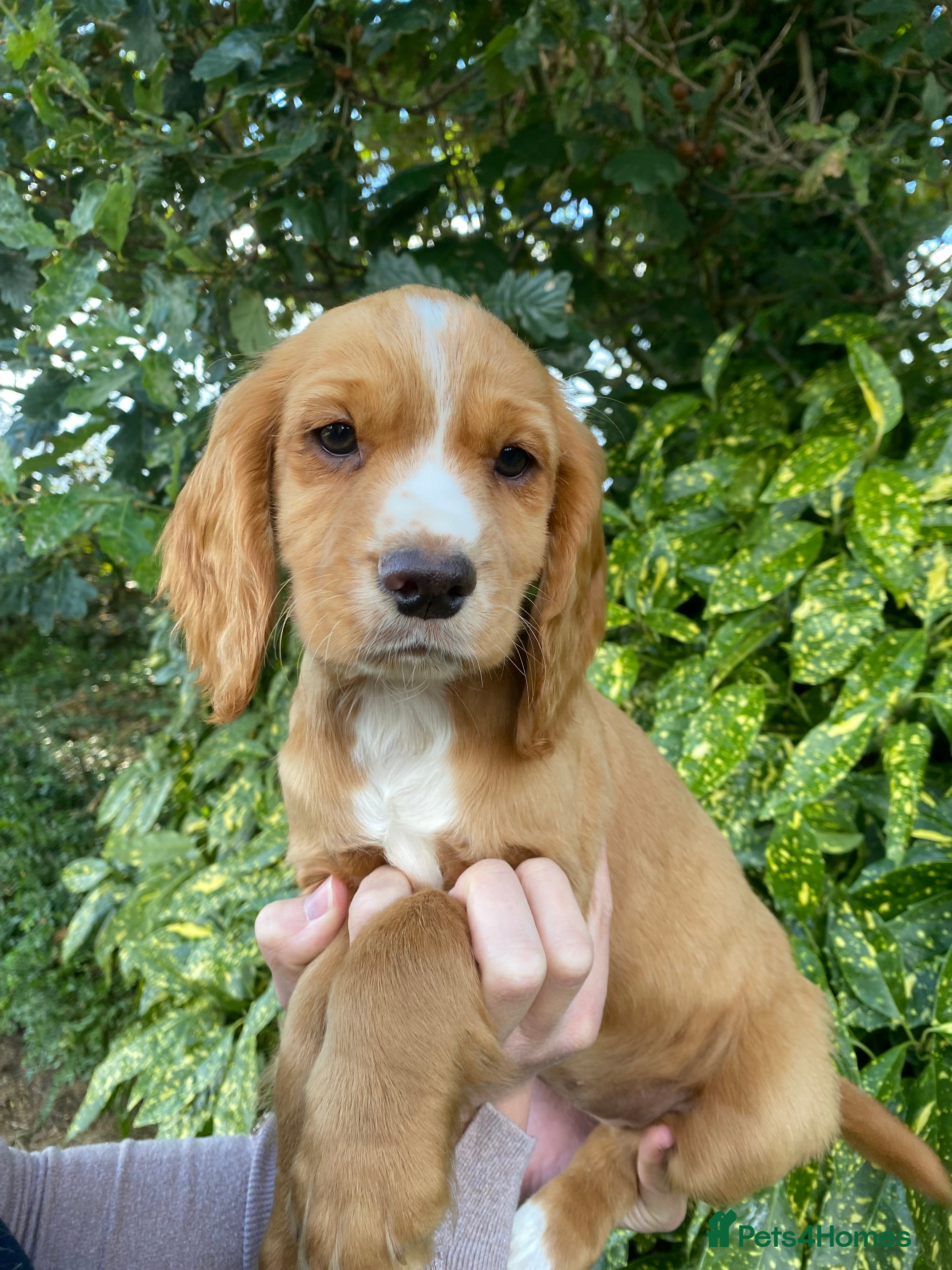 Cocker Spaniel dogs OFTW Kc working cocker spaniel pups  - Advert 2