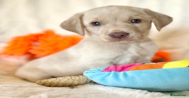Labrador Retriever dogs - Advert 15
