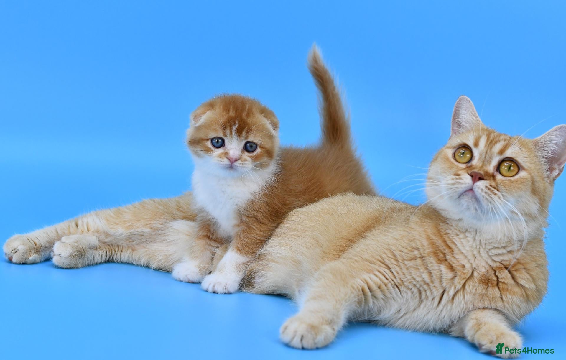 Scottish Fold cats LICENSED CATTERY PURE BREED TOP QUALITY KITTENS - Advert 18